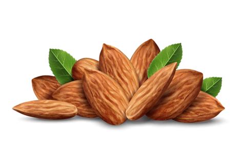 Vector almond illustration free download