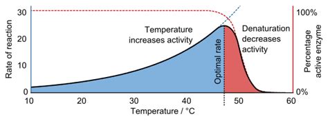 Temperature (Enzyme Reaction Rates) — Effects & Examples - Expii