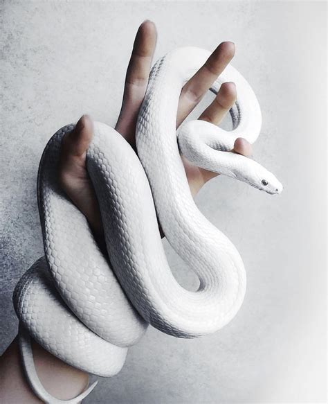 White Snake | Cute reptiles, Cute snake, Snake wallpaper