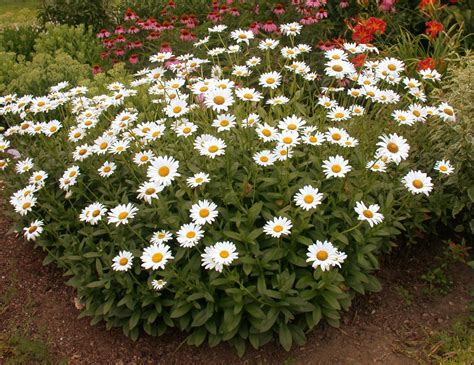 Shasta Daisy | UMass Amherst Greenhouse Crops and Floriculture Program