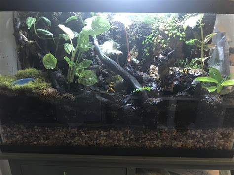 Dart Frog Vivarium : r/houseplants