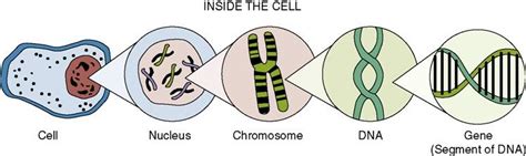 What are Genes, DNA, and Proteins? – European Cancer Moonshot Lund Center