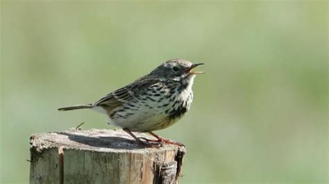 Meadow Pipit | MarkEisingBirding