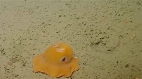 🔥 Adorabilis Octopus was discovered on the bottom of the ocean 🔥 : r ...