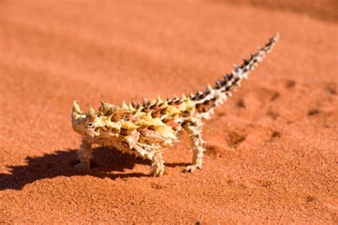 20 Amazing Animal Adaptations for Living in the Desert | Mental Floss