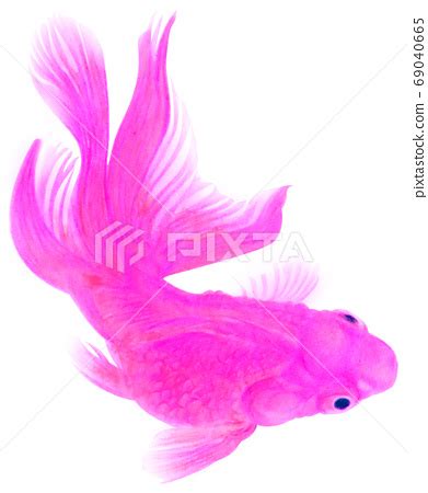 Pink goldfish Kirinuki white background seen... - Stock Illustration ...