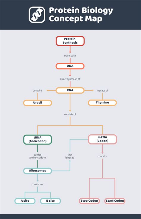 Protein Biology Concept Map Template - Venngage