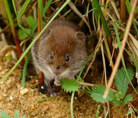 How To Get Rid Of Moles And Voles (And Gophers)