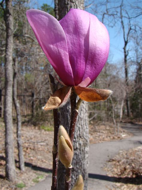 A small tulip tree blooming at the East Texas Arboretum & Botanical ...