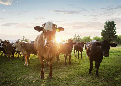 Beef Cattle Farming: Duties, Salary, and Career Outlook