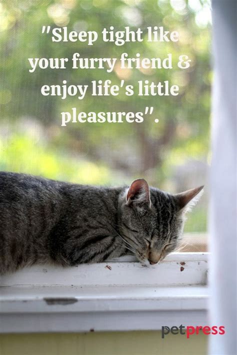 70+ Purr-fect Sleeping Cat Quotes That Will Melt Your Heart