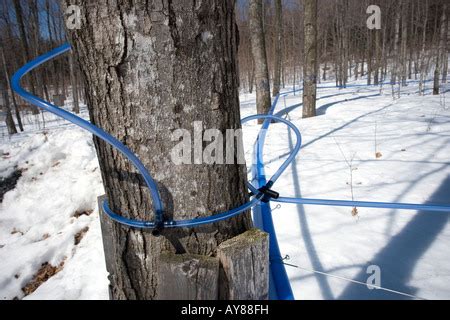 Maple syrup production Stock Photo - Alamy