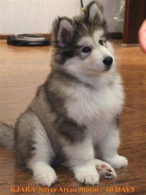 Alaskan malamute puppy Cute Giant Alaskan Malamute, Alaskan Malamute ...