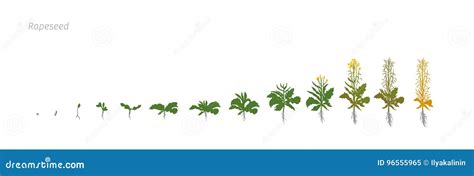 Rapeseed Brassica Napus Oilseed Growth Stages Vector Illustration Stock ...