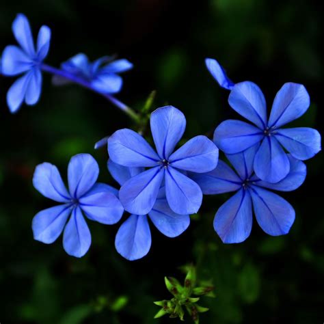 Blue purple flowers iPad Air Wallpapers Free Download