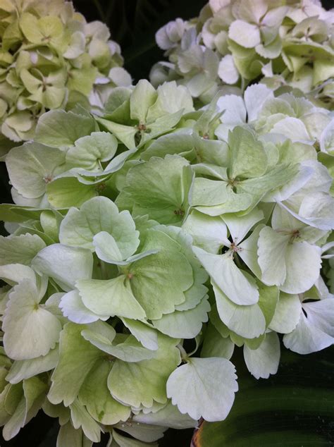 hydrangea | Green hydrangea, Most beautiful flowers, Beautiful flowers ...