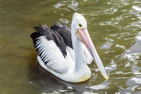 Australian Pelican, Pelecanus Conspicillatus Swimming and Showing His ...