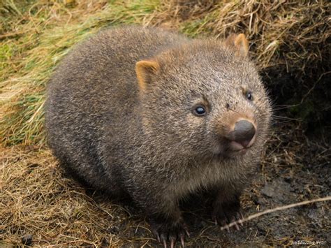 Foto di Il Wombat - Wild Australia - National Geographic Channel - Italia