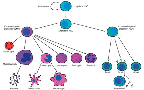 BIOLOGÍA en "tono menor"...: "Madre-célula"