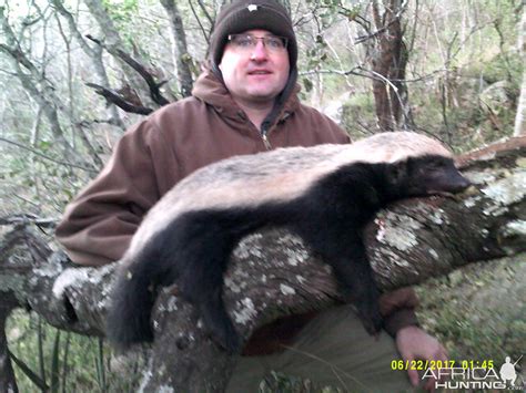 Honey Badger Pictures | Page 2 | AfricaHunting.com