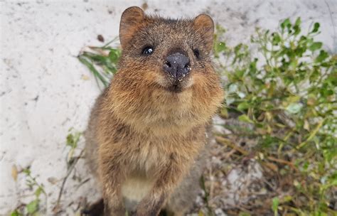 Quokka | San Diego Zoo Animals & Plants