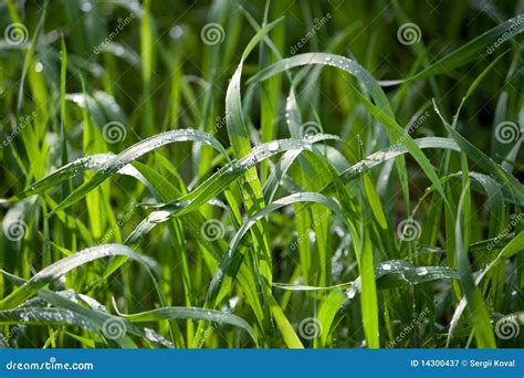 Wheat S Seedling stock image. Image of herb, herbal, healthy - 14300437