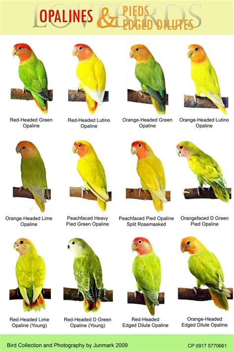 Philippine Lovebirds: Bird Posters | Dyr og kjæledyr, Dyr, Kjæledyr