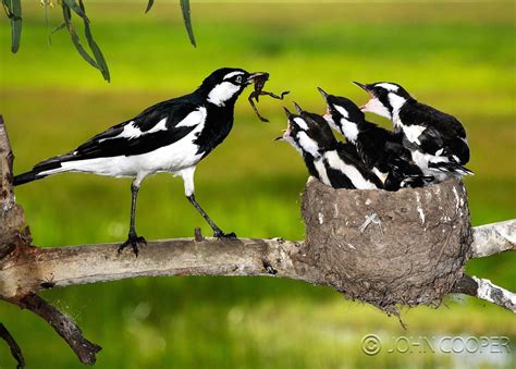 Magpie lark (Grallina cyanoleuca). Black and white Australian bird. In ...