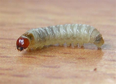 White-shouldered House-moth Endrosis sarcitrella - UKMoths