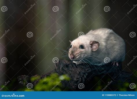 Cute Siamese Rat on a Tree Trunk. Stock Photo - Image of outdoor ...