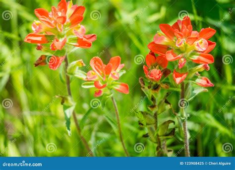 Field with Colorful Orange Wildflowers in Hagerman Wildlife Refuge ...