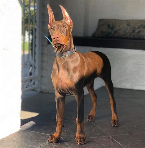 Doberman Colors: Explaining 9 Coat Color Options