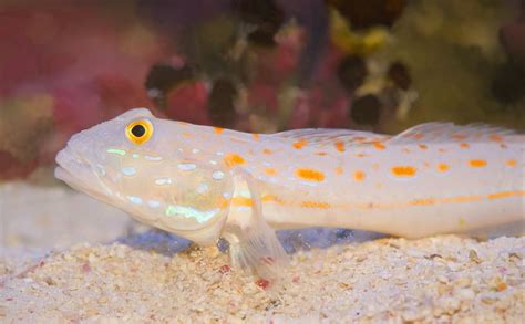 Top 5 Freshwater Goby Species For Your Fish Tank (Care Guide)