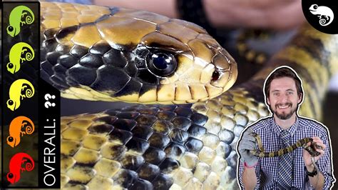 False Water Cobra, The Greatest Pet Snake? - PetsBlogLive