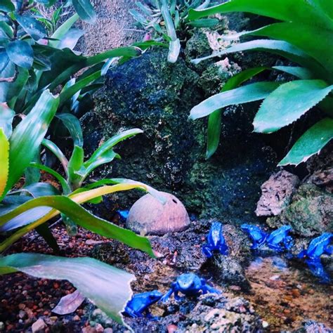 Ranas venenosas azules por las rocas | Foto Premium