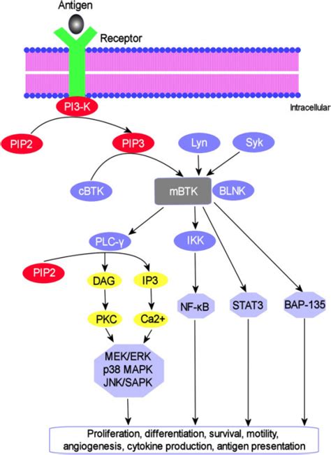 Syk Signaling Pathway