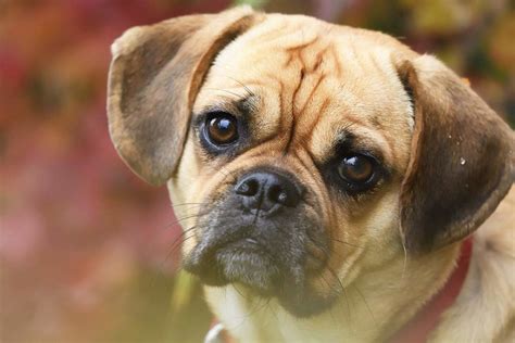 A Complete Guide To The Puggle - A Pug Beagle Mix Breed