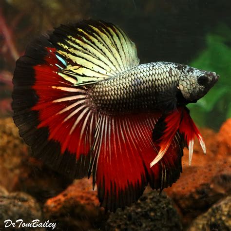 Premium MALE Assorted Dragonscale Halfmoon Betta Fish