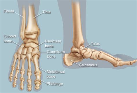 Foot and Ankle Structure and Function - Physiopedia