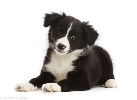 Dog: Black-and-white Border Collie puppy photo WP49320