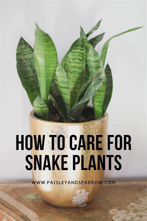 Snake Plant Care Tips & Tricks - Paisley Plants | Snake plant care ...