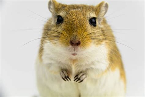 Gerbil Behavior – What is Your Gerbil Expressing? – thepetsavvy.com