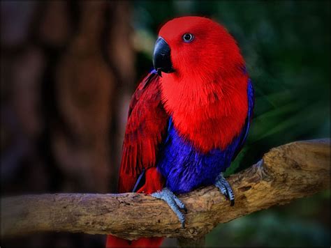 Female Eclectus Parrot.