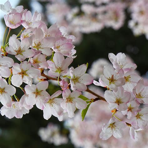 Yoshino Cherry Tree on the Tree Guide at arborday.org | Yoshino cherry ...