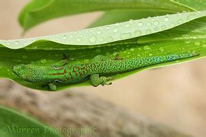 Madagascar Day Gecko photo WP19284