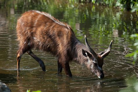 The Sitatunga: Africa’s Aquatic Antelope - There are over 70 species of ...