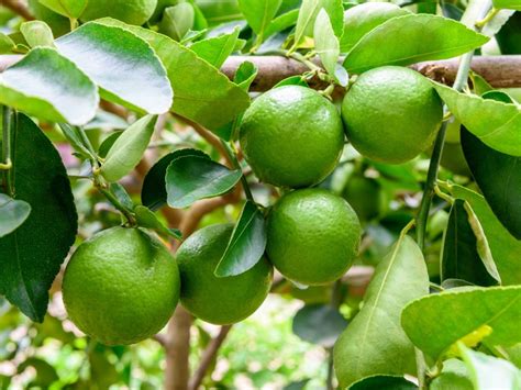 Harvesting Limes - Learn How And When To Pick A Lime