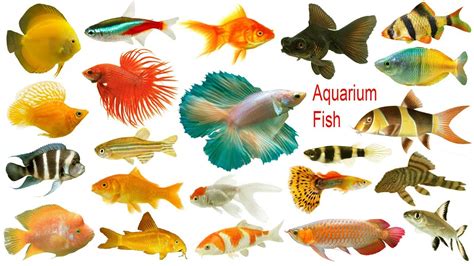 Types Of Aquarium Fish With Names