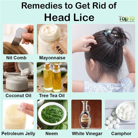 Lice Homemade Treatment - Homemade Ftempo