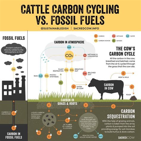 Pin by Josh Storey on Agriculture | Carbon cycle, Methane, Renewable ...